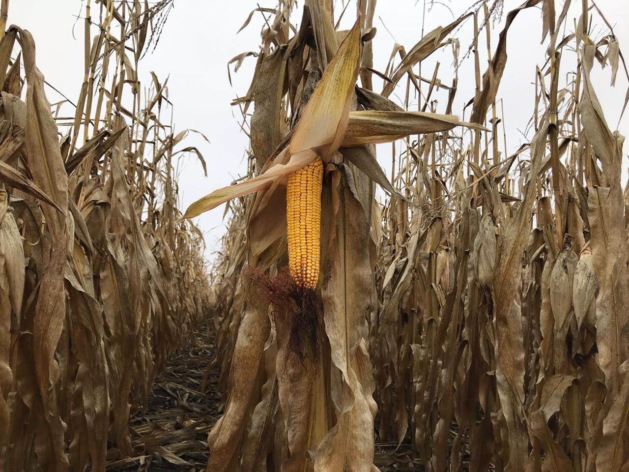 Конкурентні зарплати в агробізнесі залучають в галузь все більше молоді - менеджер "Укрлендфармінга"